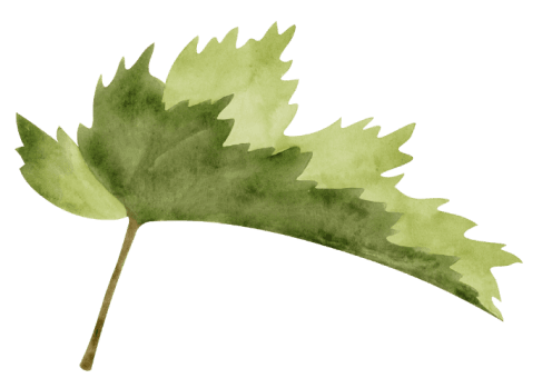 Vine leaf